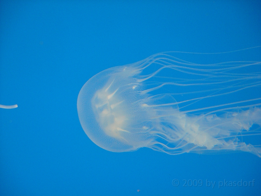 Baltimore [2009 July 02] 198.JPG - Scenes from Baltimore's Inner Harbor.